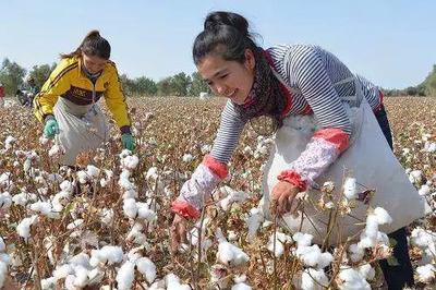 棉花市场旺季不旺,多数厂家开秤价格较往年高