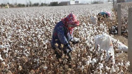 新疆棉不能缺席:新疆棉花进入采摘期,纺织企业积极应对美国"新疆棉禁令"