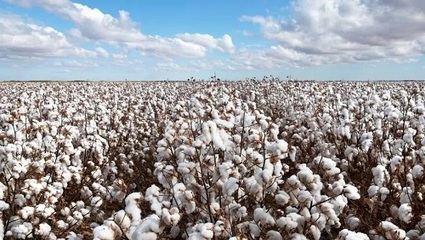 新疆喀什550万余亩棉花即将采收,棉农丰收笑开颜!