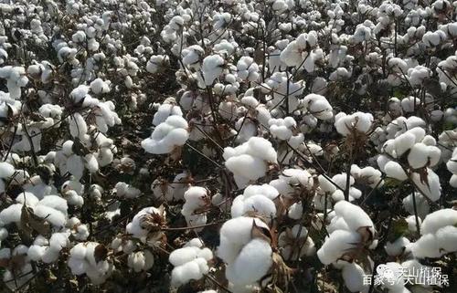 2 对棉花交售与加工的影响由于棉花收购主要在秋季进行,棉花在疫情